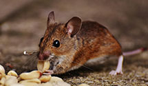 24 Hour & Emergency Exterminators in Gibsonburg, OH